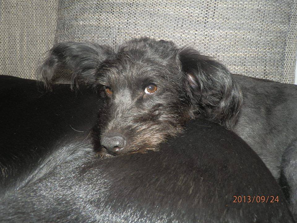 Bob adoptovaný v březnu 2013 jako sotva 6 týdenní štěně.